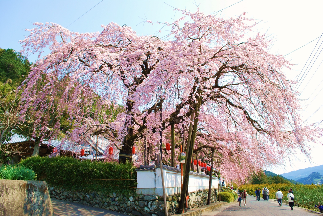 明王寺 みょうおうじ しだれ桜 神山マップ 神山町役場