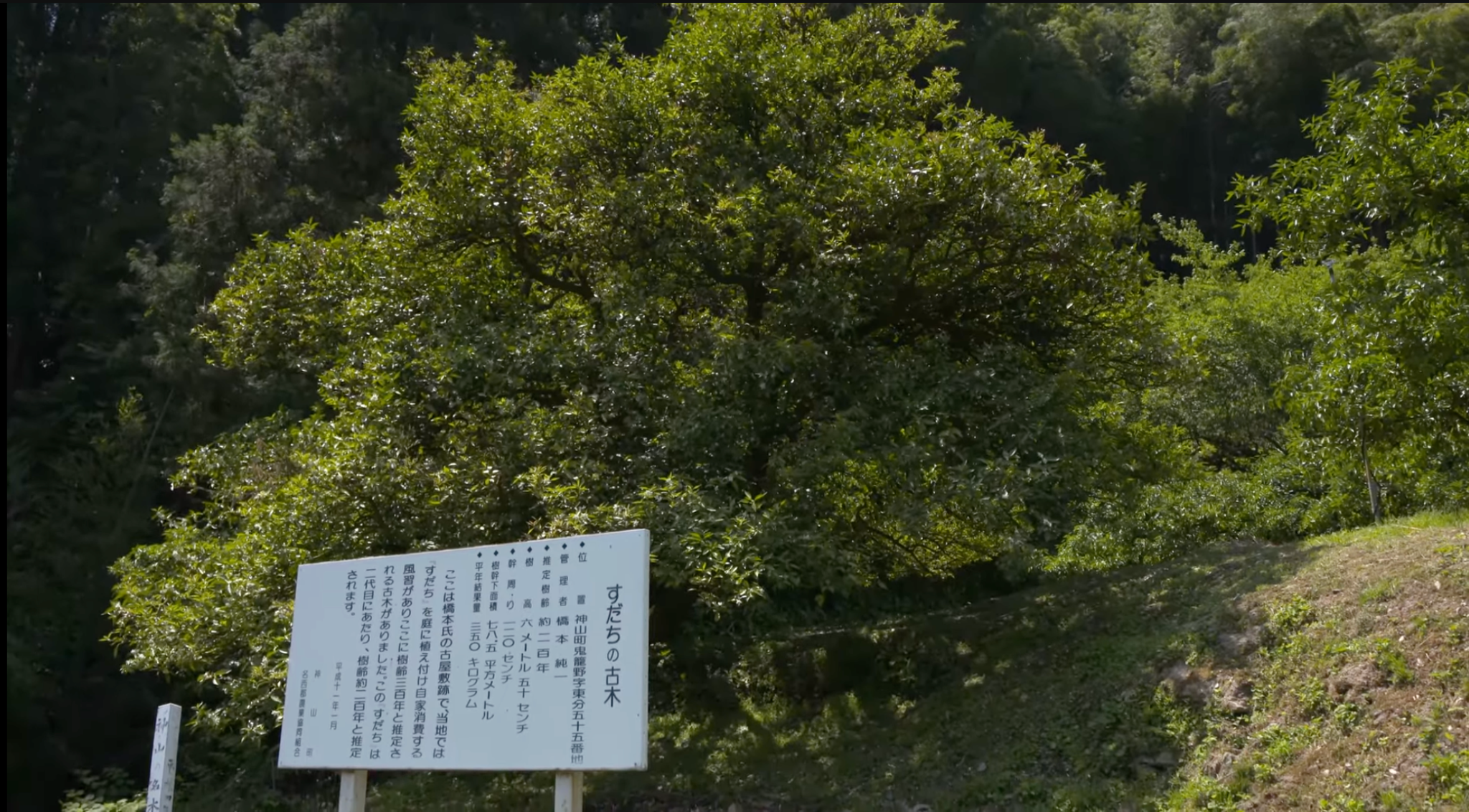 中西さんインタビュー すだち古木