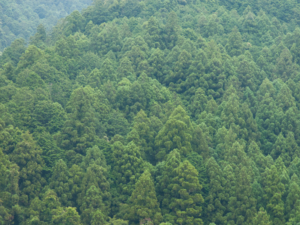 これからが「神山杉」の旬