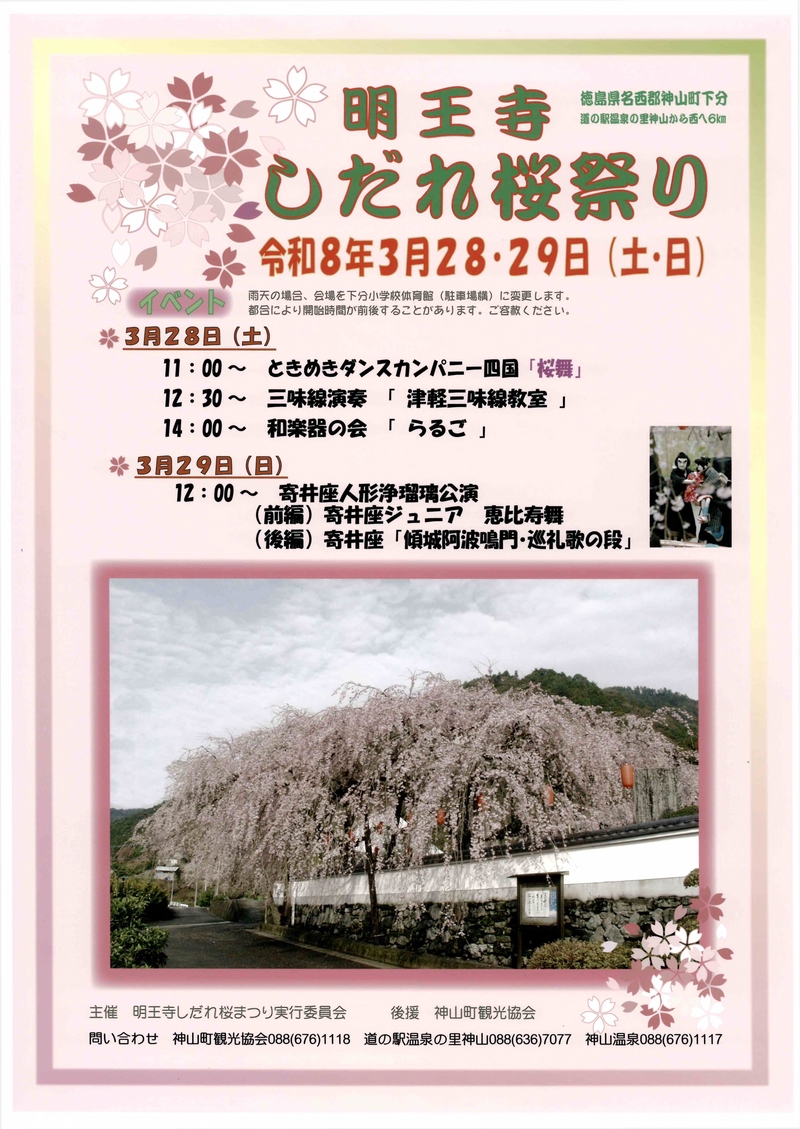 明王寺しだれ桜祭りR8