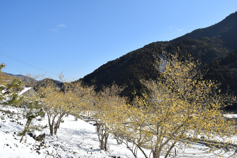 神通蠟梅園引き260209
