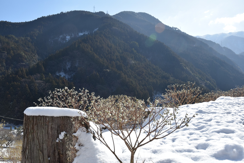 神通蠟梅園みつまた260209