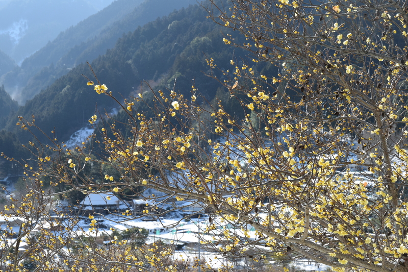神通蠟梅園寄り260209