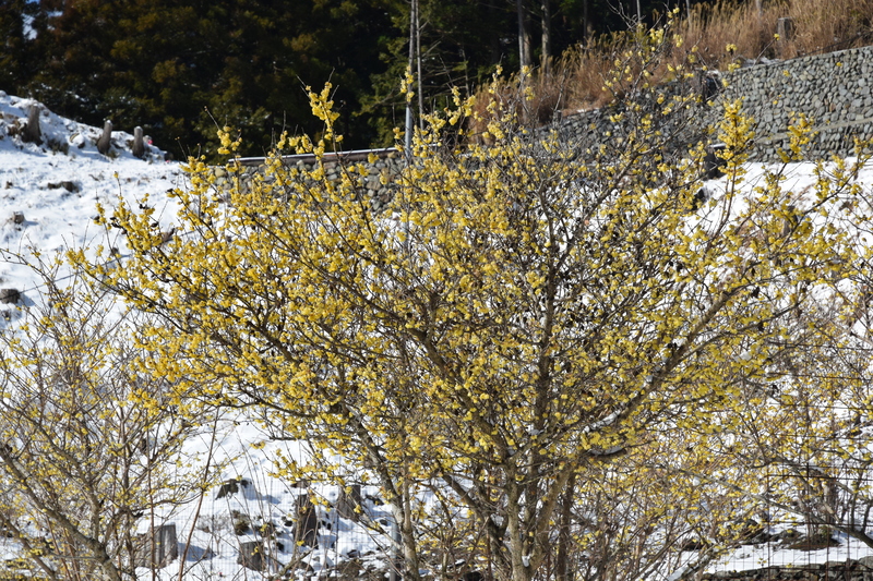 神通蠟梅園260209