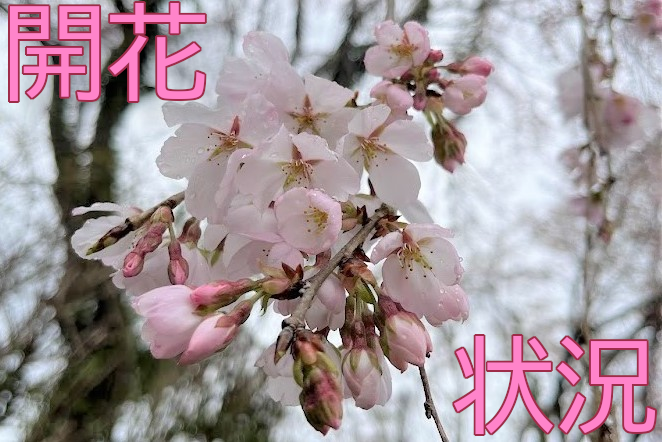 2026開花状況タイトル画像