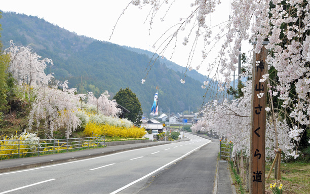 鬼籠野さくら街道 4月