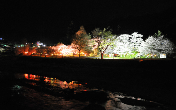 下分夜桜 3月