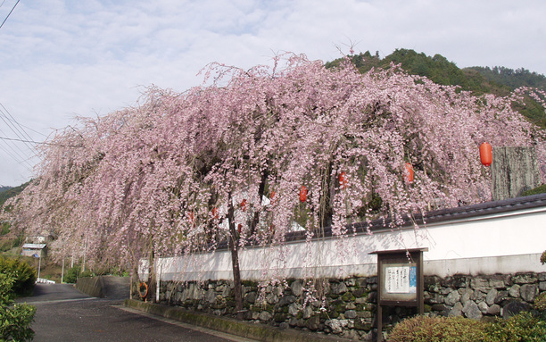 明王寺しだれ桜 3月