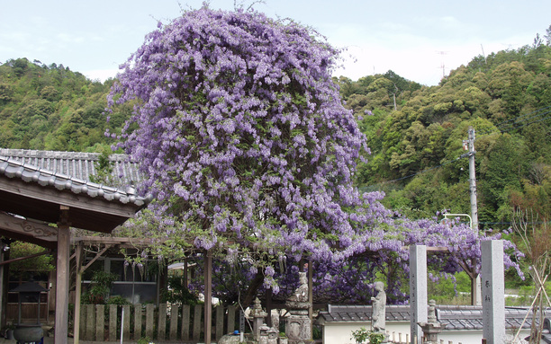 神光寺のぼり藤 5月