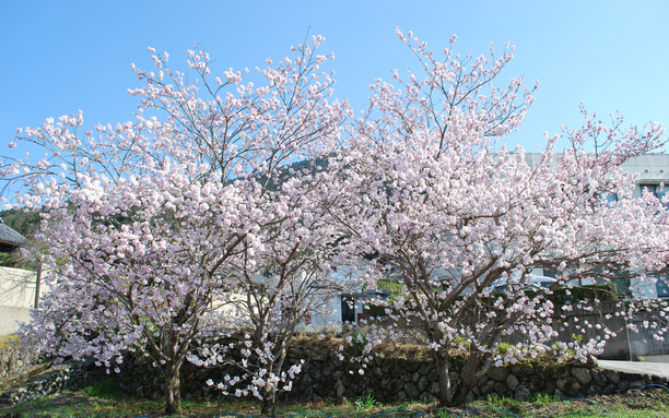 ソメイヨシノ 3月