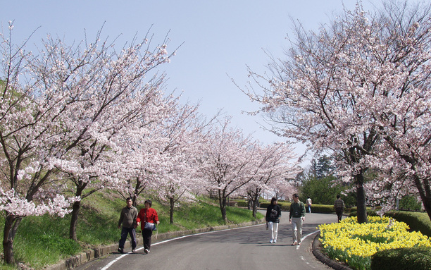 森林公園桜並木 4月