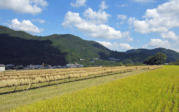 田園風景 9月