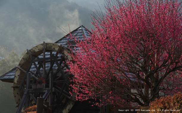 朝日に輝く（神山温泉）【フォトコンテスト2012】2月