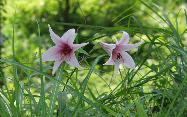 神領ユリ 5月