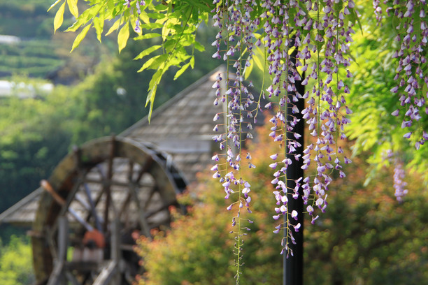 ふれあい公園ふじの花 5月