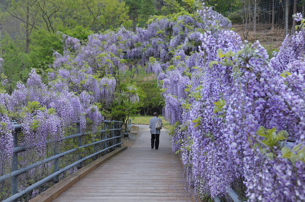 ふれあい橋のふじ 5月