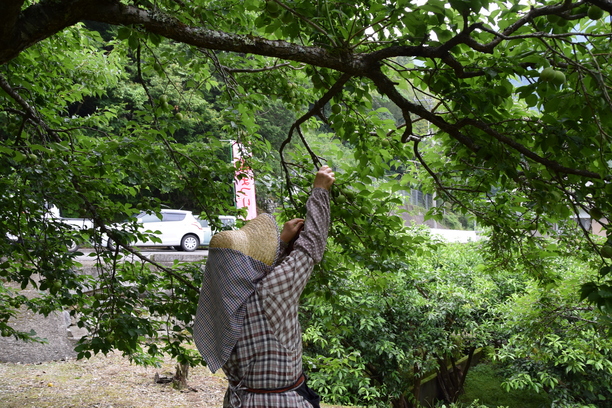 梅の収穫 6月