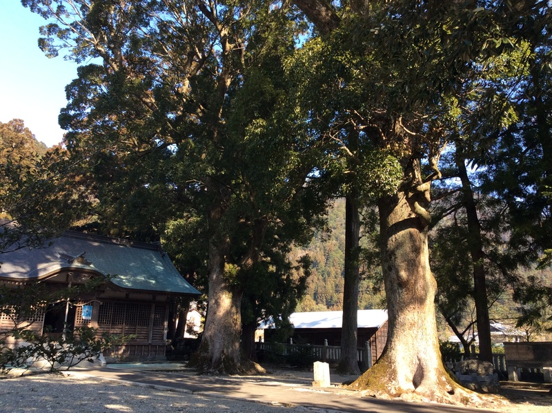 辰ノ宮大クス前庭