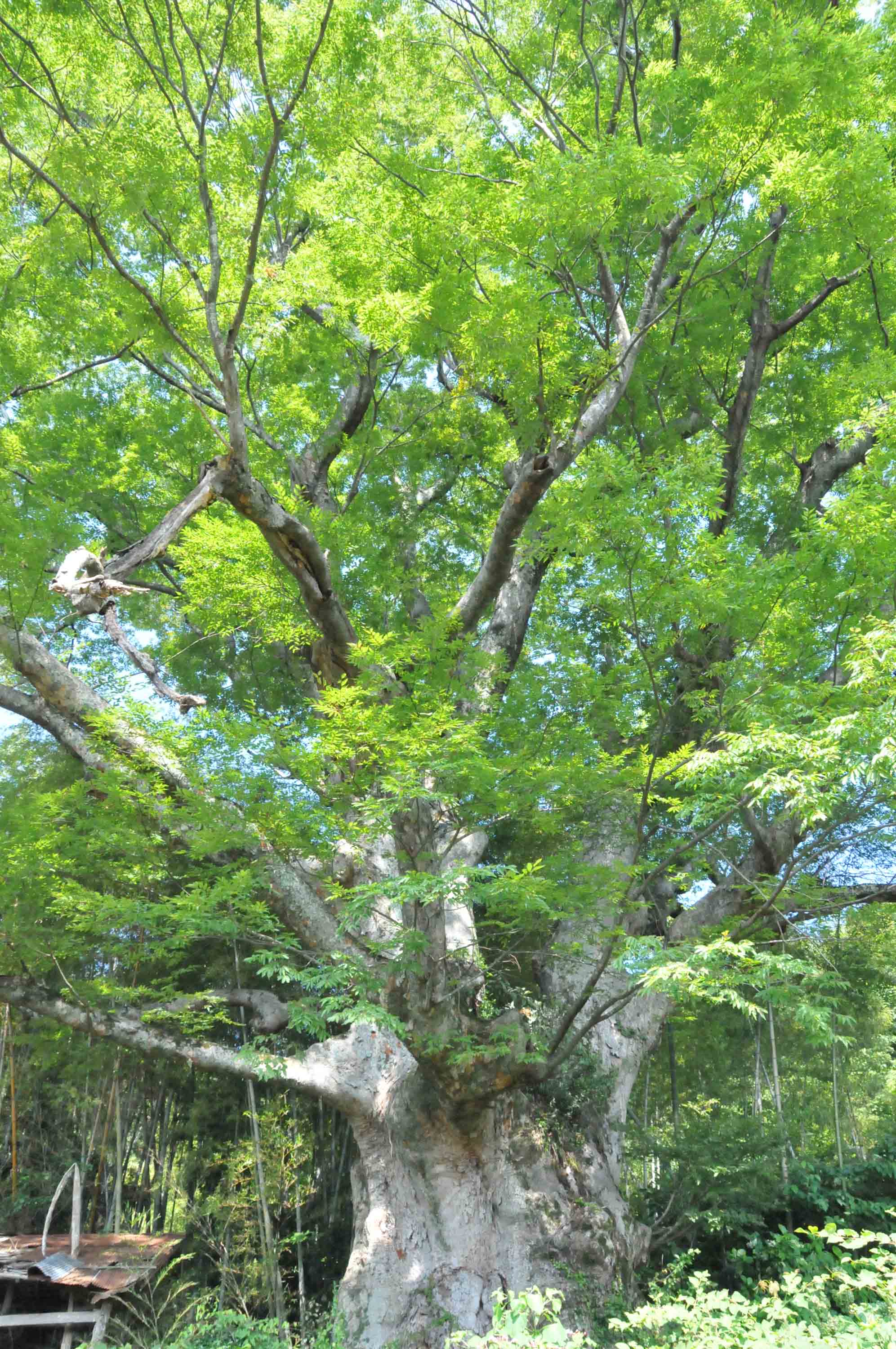 峯長瀬の大ケヤキ葉っぱあり.jpg