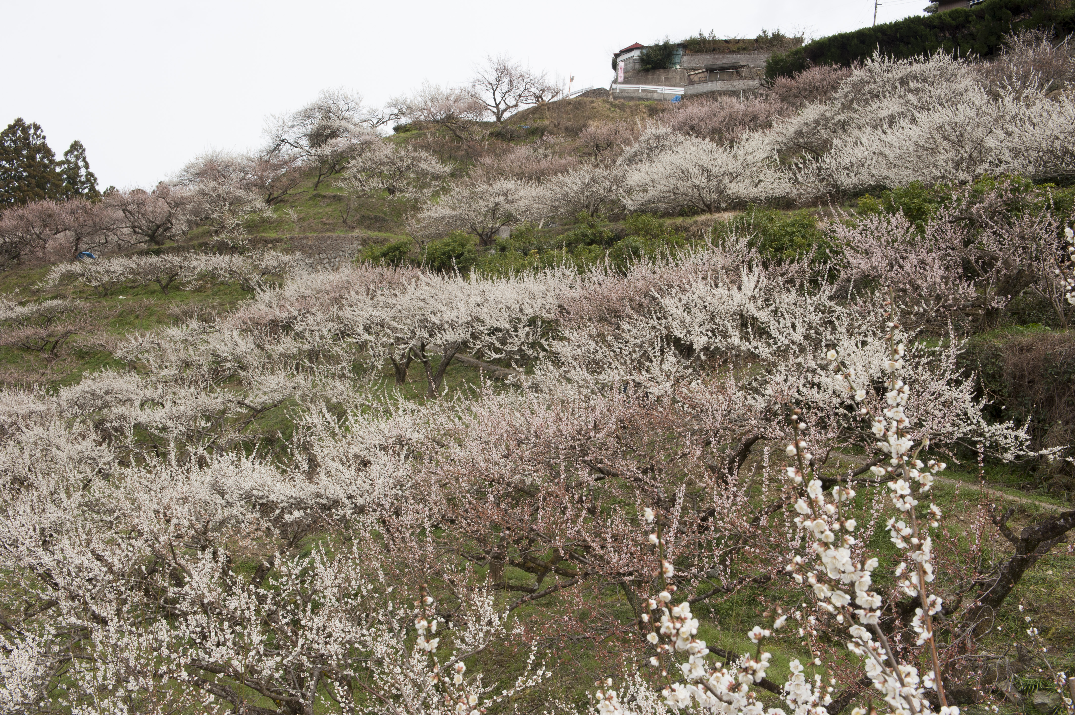 阿川梅林（農協でも）.jpg