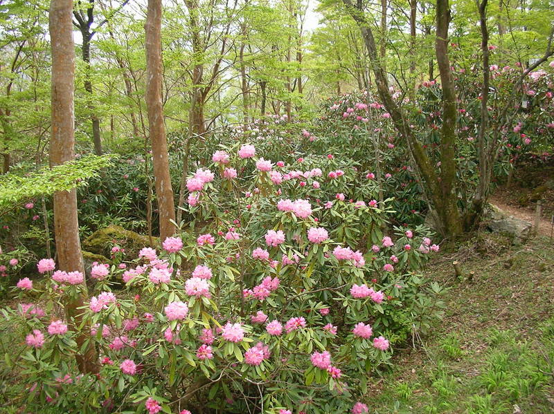 四国山岳植物園 岳人の森 神山マップ 神山町役場