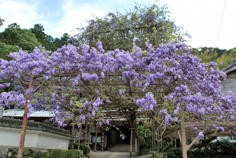 神光寺 じんこうじ のぼり藤 神山マップ 神山町役場