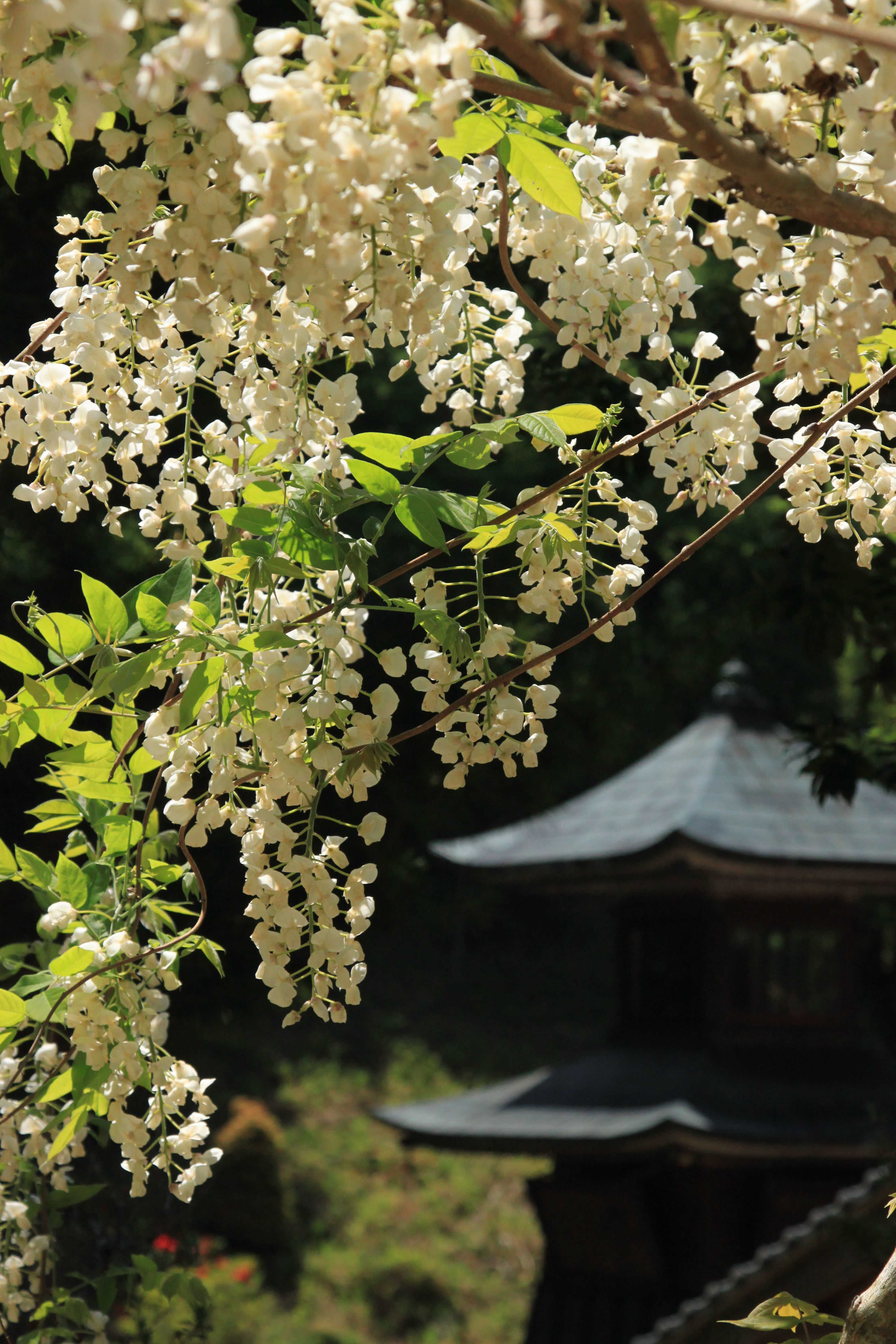 IMG_0272悲願寺.JPG