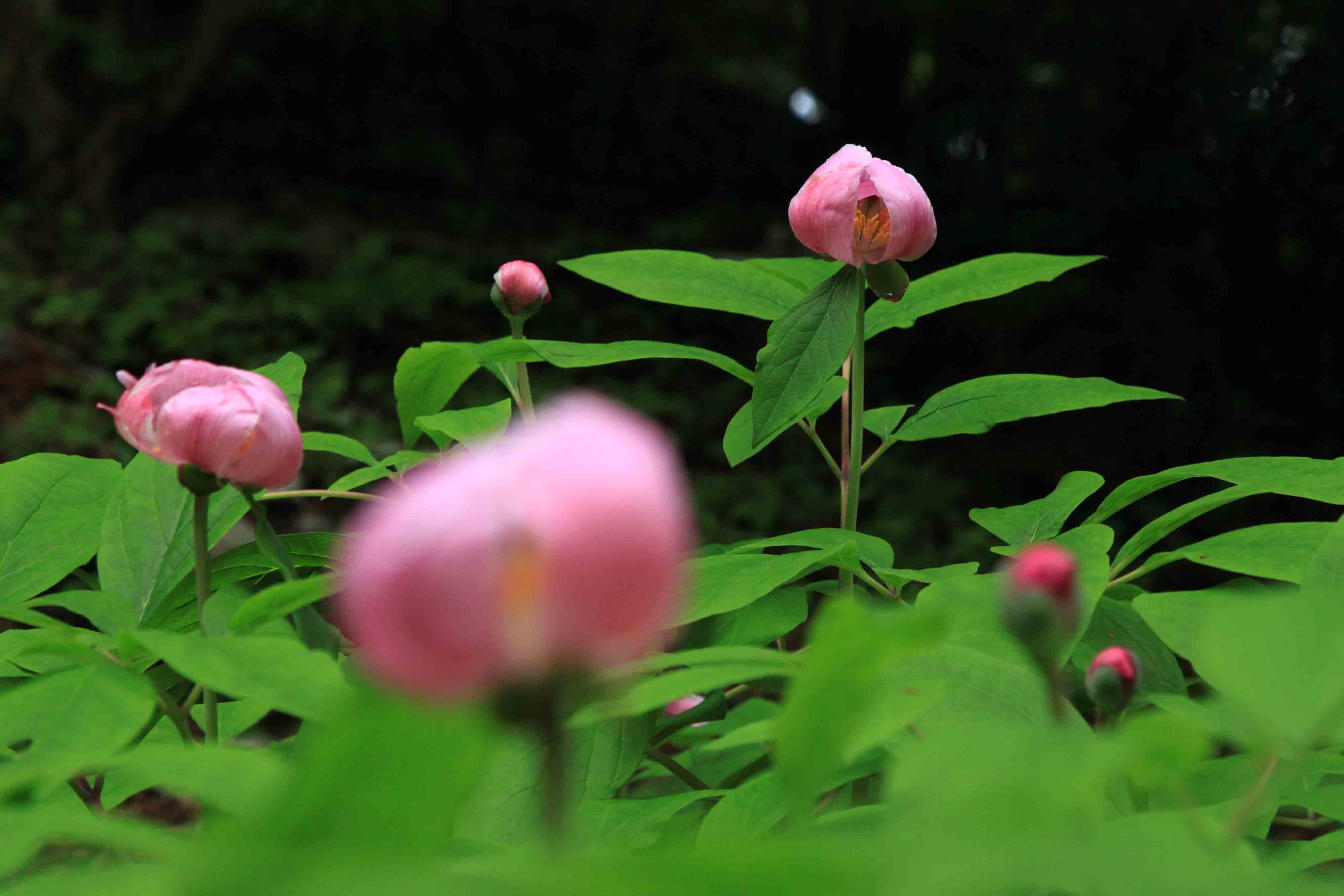 四国山岳植物園 岳人の森 神山マップ 神山町役場