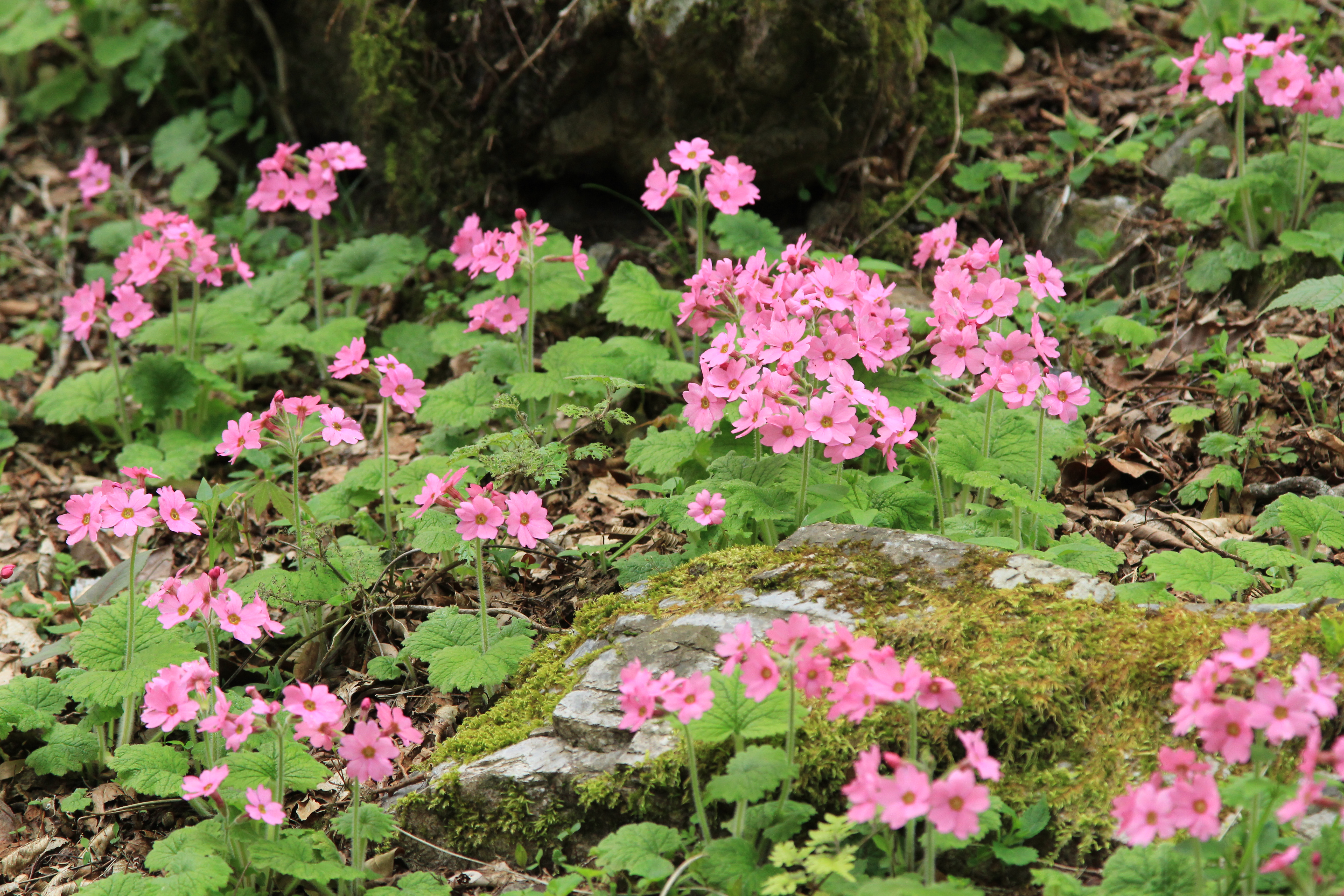 四国山岳植物園 岳人の森 神山マップ 神山町役場