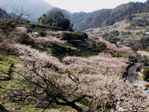 agawa_area_ume-300x225.jpg