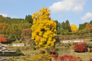 okubo_icho_DSC_4438-300x199.jpg