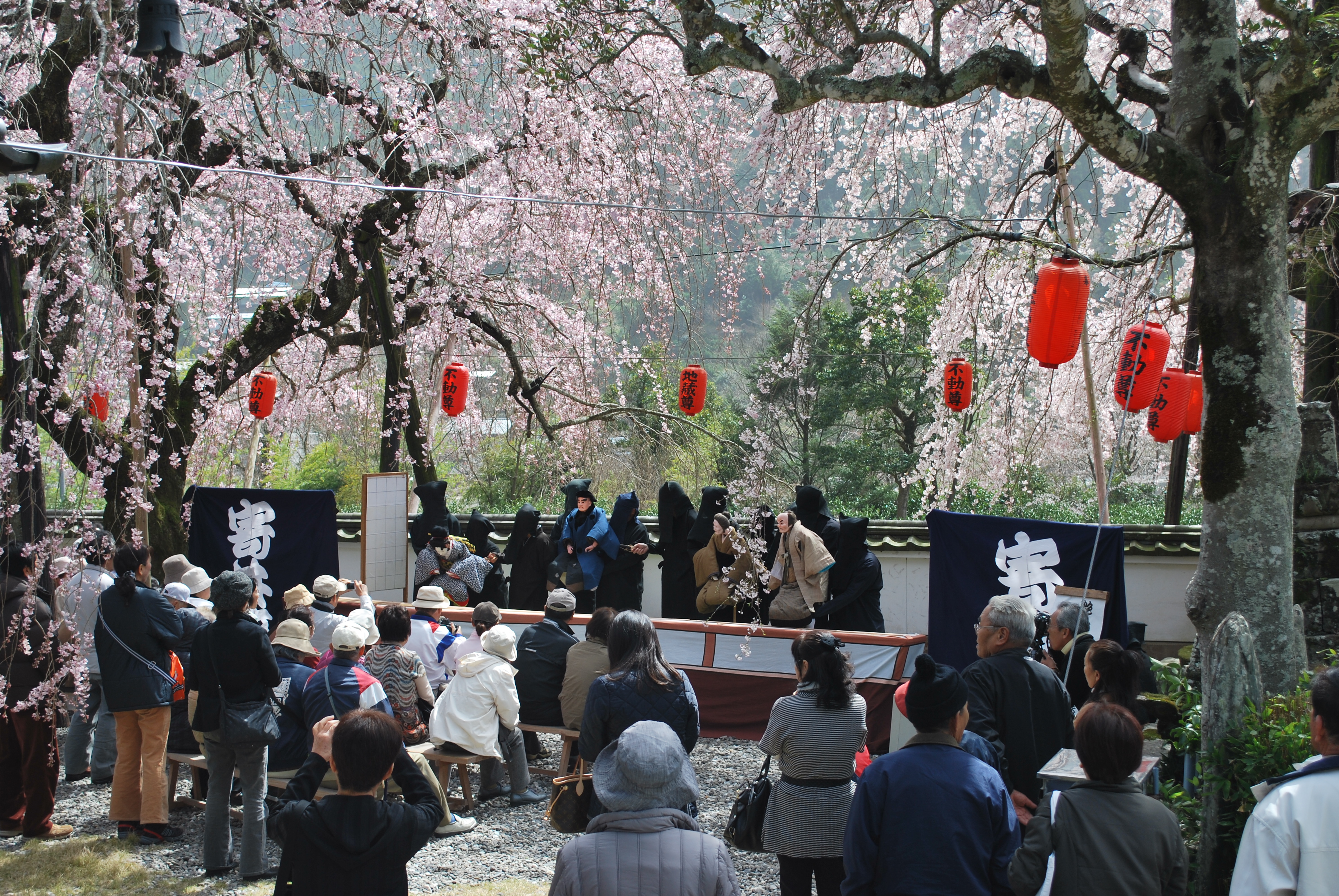 明王寺しだれ桜まつり.JPG